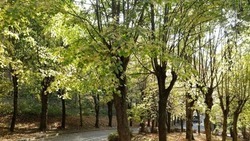 Около тысячи деревьев посадят в 2023 году в Ставрополе