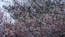 Абрикосы зацвели в Предгорном округе раньше времени 