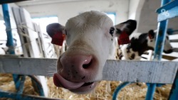 Учёные Ставрополья займутся генетическим совершенствованием коров в 2024 году