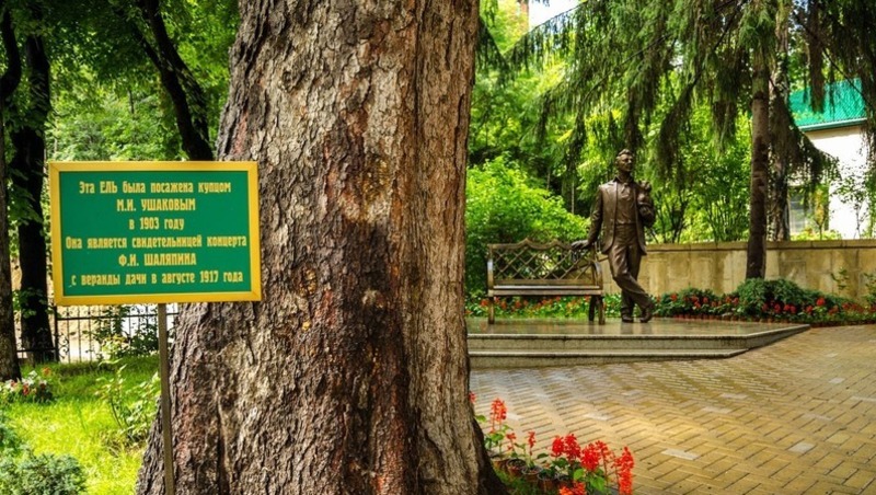 Главным деревом страны стала 133-летняя ель из Кисловодска