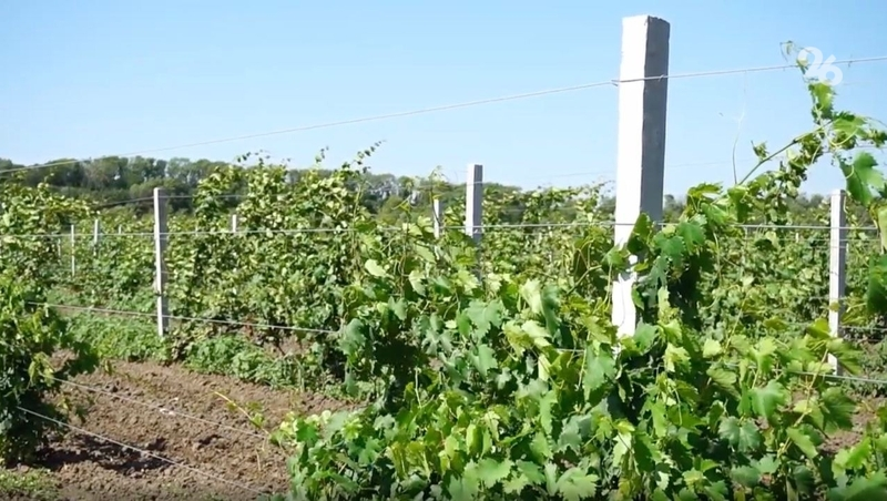 Аграриям Ставрополья возместят неурожай косточковых