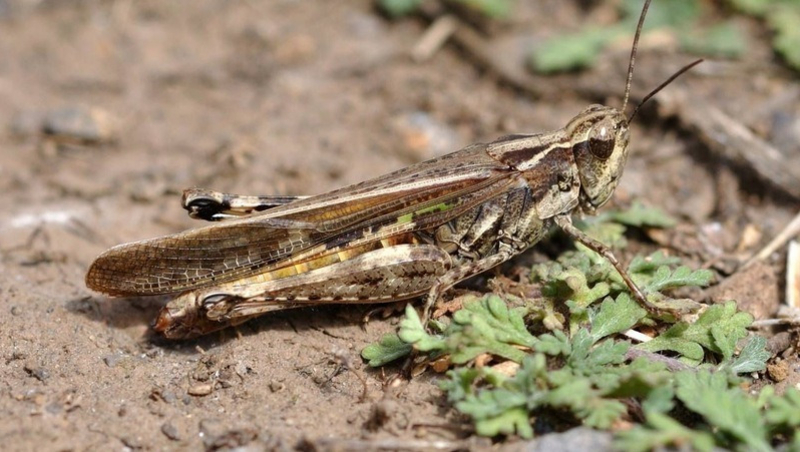 Рост численности саранчи прогнозируют на Ставрополье 