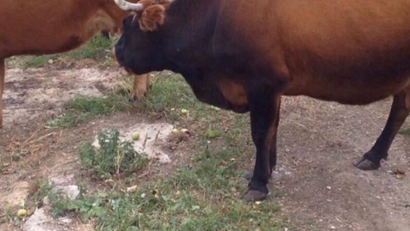 Полуразложившиеся трупы коров нашли на Ставрополье 