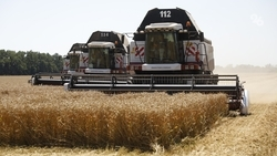 Аграрии Минераловодского округа намолотили 200 тыс. тонн зерна