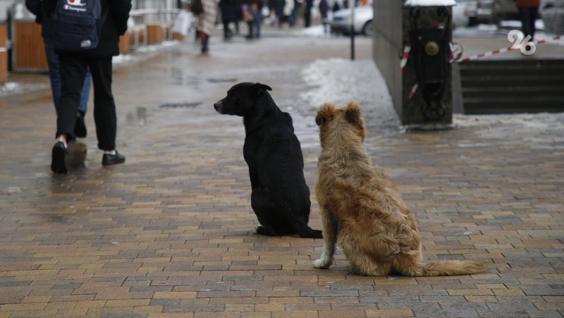 Житель Махачкалы признался, что расстрелял собаку за 15 загрызенных кур