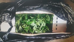 В хранении марихуаны и семян конопли подозревают жителя Кабардино-Балкарии