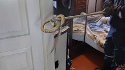 Спасатели из Минвод отловили змею в частном домовладении