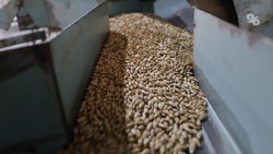 На Ставрополье в год производят более 800 тысяч тонн семян зерновых культур