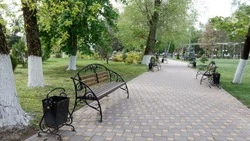 На площади Ленина в Ставрополе высадили 27 молодых клёнов