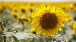 На Ставрополье краевые депутаты готовы дополнительно поддержать семеноводов