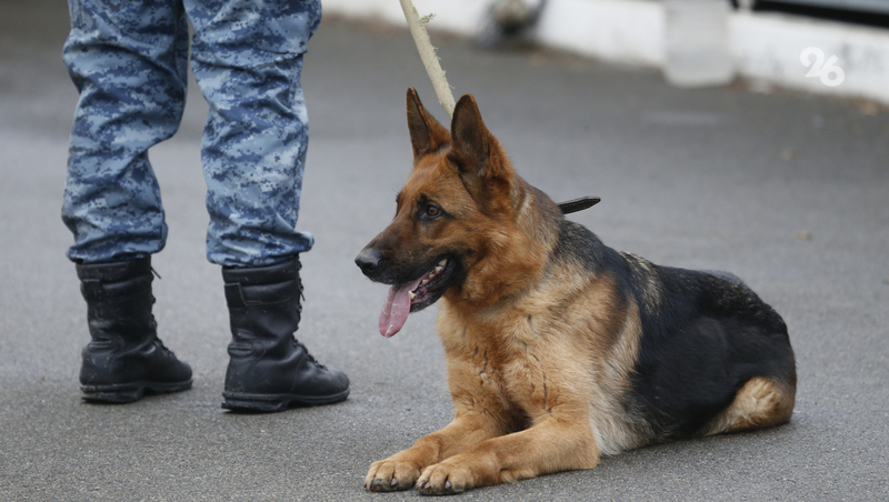 Школы Кисловодска вновь подверглись атаке телефонных террористов