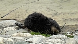 На железноводское озеро Тридцатка вернулась ондатра