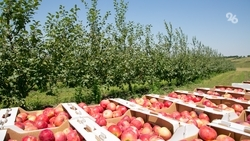 Более 9 га суперинтенсивных садов заложат весной на Ставрополье