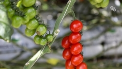 Поддержку малого агробизнеса на Ставрополье нарастят на 30% — губернатор