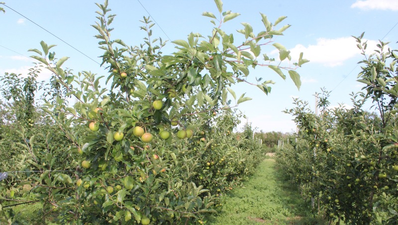 В интенсивных садах Туркменского округа соберут по 5 тонн урожая