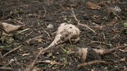 Аграрии Кочубеевского округа убрали сахарную свёклу с 1 тыс. га 