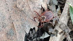 14 человек заболели крымской геморрагической лихорадкой из-за клещей на Ставрополье