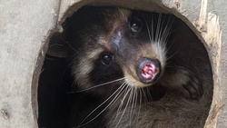 Енота спасли после удара током и ДТП на Ставрополье