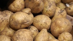 Ставропольским огородникам рекомендовали провести подготовку картофельных клубней перед посадкой