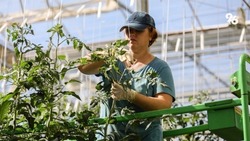 Почти 106 тыс. тонн овощей вырастили в тепличных комплексах Ставрополья в 2022 году 