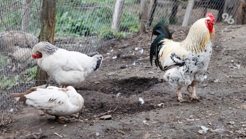 Более 334 тыс. тонн мяса птицы произвели на Ставрополье в 2023 году