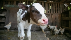 50 тыс. тонн кормов для зимовки животных подготовили на Ставрополье