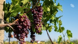 Урожай винограда на 294 га собрали аграрии Левокумского округа