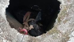 Телёнок упал в заброшенный колодец в посёлке Красногвардейского округа 