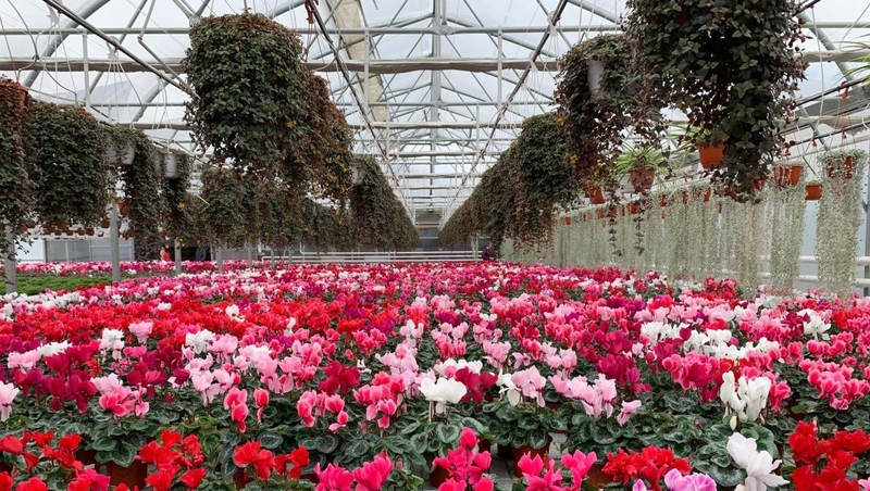 Свыше 500 тыс. осенних цветов вырастили в Предгорном округе 