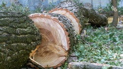 Житель Апанасенковского округа планировал построить забор из незаконно срубленных деревьев 