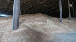 Из России временно запретили вывозить зерно и сахар