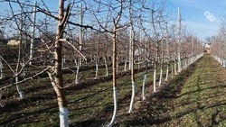 Ставропольская дачница назвала способы экологичного спасения сада от вредителей