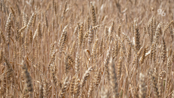 В Ставропольском крае закупили средства для борьбы с сельхозвредителями