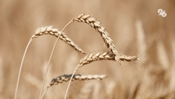 Рекордный урожай собрали в ЛНР благодаря ставропольским семенам