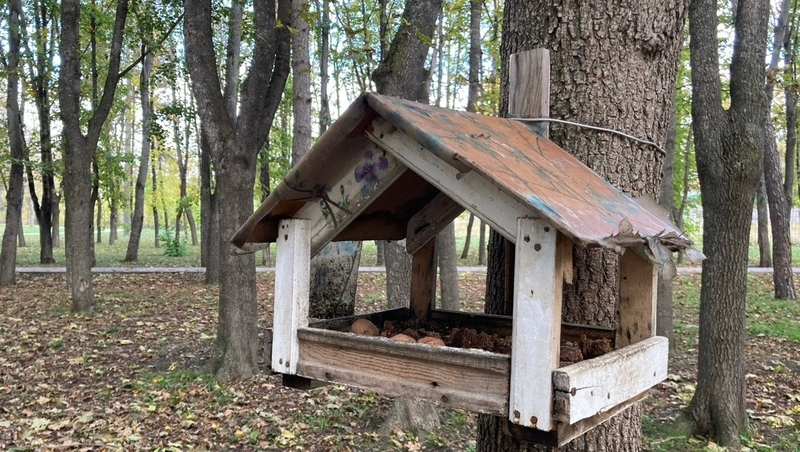 Как правильно подкармливать птиц зимой, рассказали в музее Пятигорска