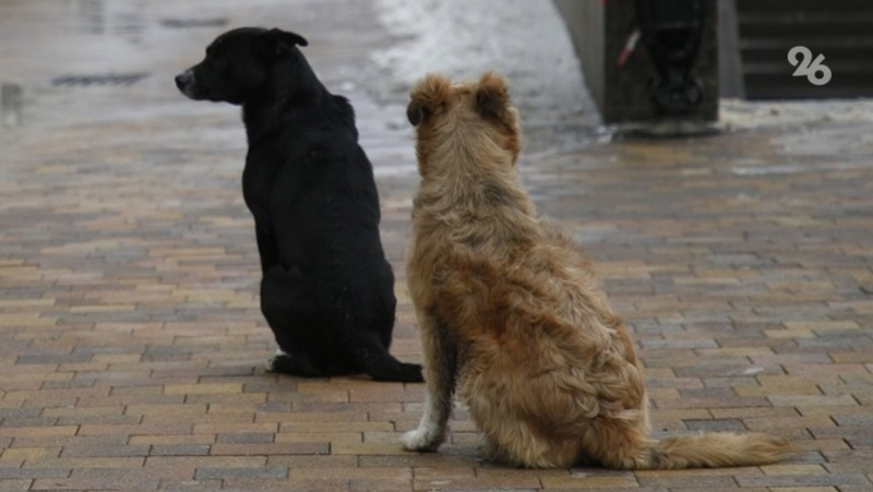 За нападение бездомной собаки на ребёнка администрация Новоселицкого округа заплатит 20 тыс. рублей 