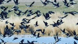 Результаты работы по восстановлению популяции диких животных на Ставрополье оценят в 2024 году