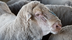 Ипатовские животноводы планируют получить более 8 тыс. ягнят в окотную кампанию