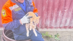 Спасатели достали котёнка из колодца в селе Красногвардейском