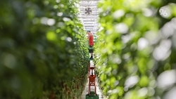 В посёлке Предгорного округа на 12 га построят тепличный комплекс