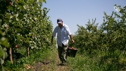 До 100 тонн капризной «женевы»: садоводы Предгорного округа собирают ранние сорта яблок