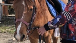 Лошадь в Осетии выбила лобовое стекло у иномарки, перепрыгнув через неё