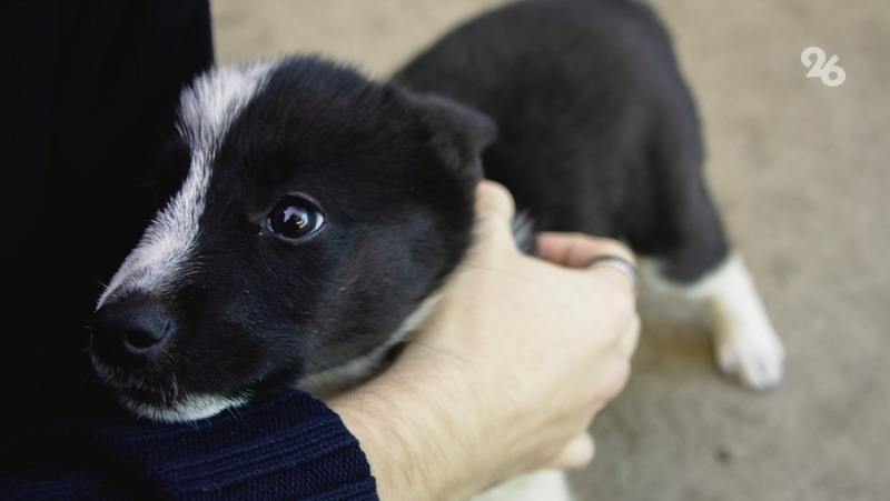 Новый закон предписывает помечать, лечить и пристраивать бездомных собак на Ставрополье