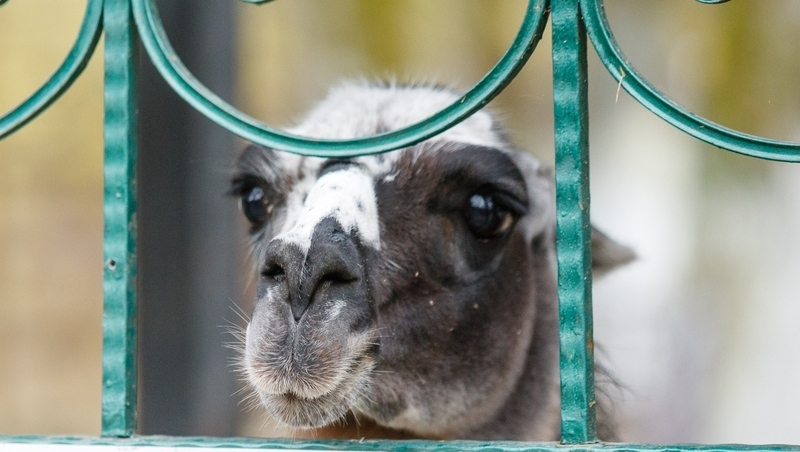 Ферма с дикими животными в Карачаево-Черкесии работала без лицензии