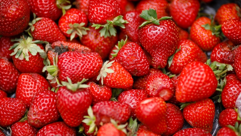 Свыше 60 т клубники собрано в теплицах Предгорного округа