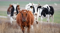 Дело о хищении 150 млн рублей у племколхоза рассмотрят на Ставрополье