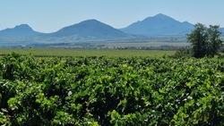 Ставропольский винодел получил грант на развитие агротуризма в регионе
