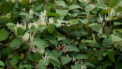 Сорняк из Европы, способный разрушать фундамент, нашли в Кисловодске