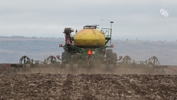 Овощеводы Ставрополья засеяли ранним картофелем 692 га полей