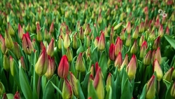 Порядка 860 тыс. цветов высадят в Ставрополе в 2025 году